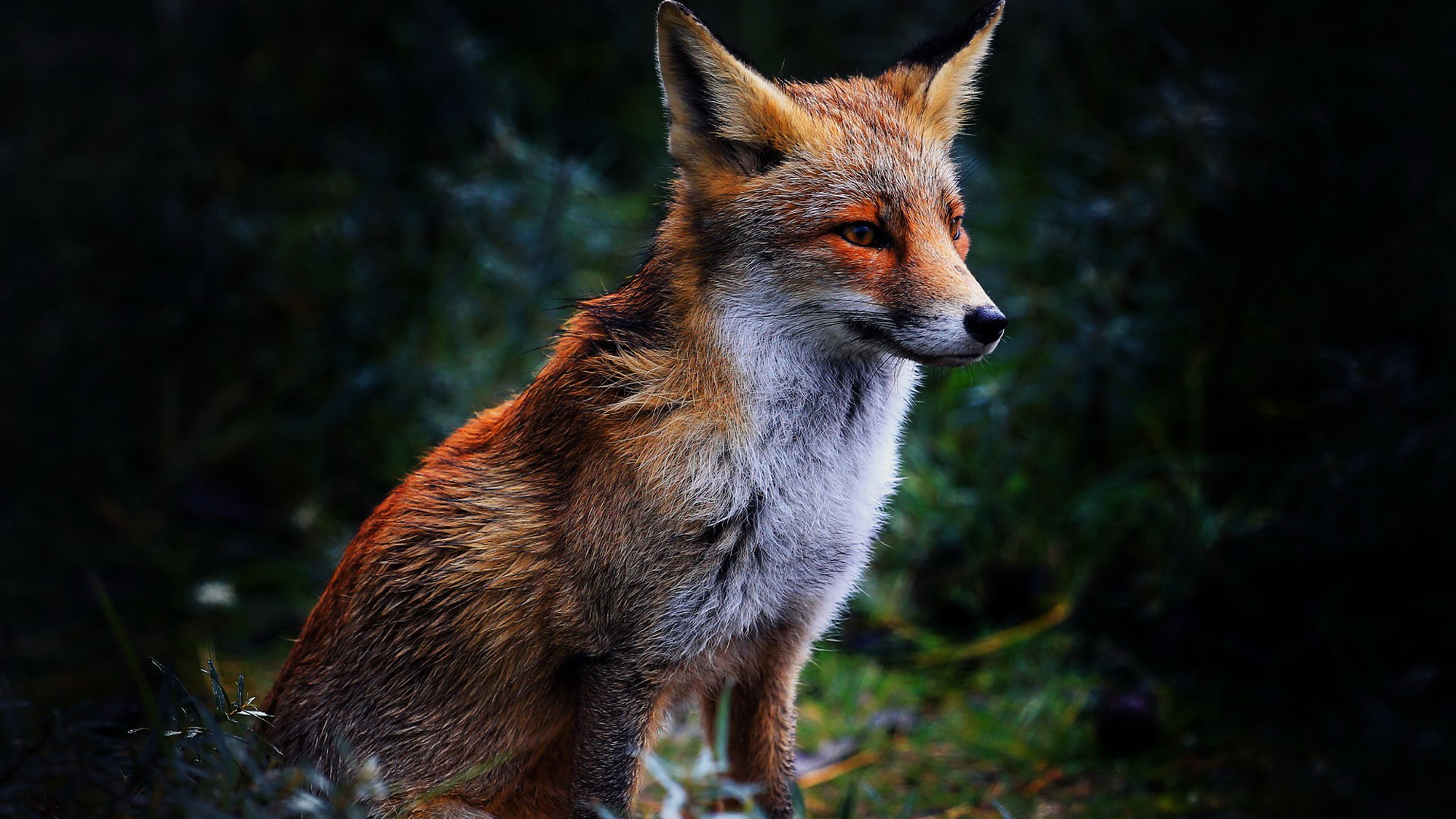 fox